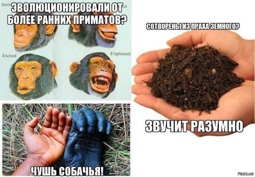 Эволюция.jpg