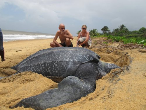 5a1bd4be850e7_seaturtle.thumb.jpg.fd1474d3b78b5d7601c4e94864a54ce5.jpg