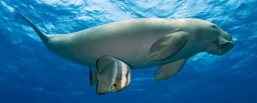 5a1bd5172dc0c_Dugong-thestate-animal.thumb.jpg.b5f7fed7660b5b21d3699081d3b44082.jpg