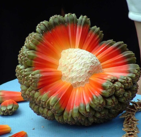 hala-fruit.jpg.81f1fb297ee4c61a08b9754960ed22e6.jpg