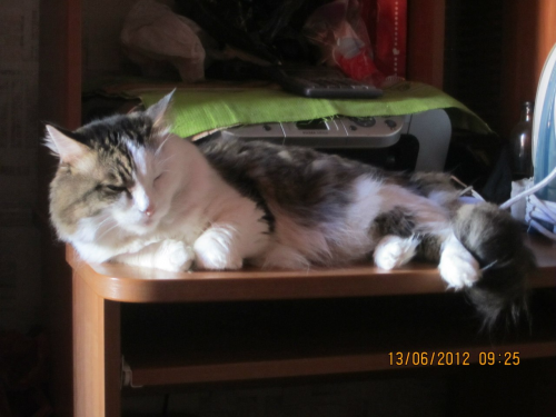 image.thumb.png.93d29659983af8256a415d7fbcd7373f.png