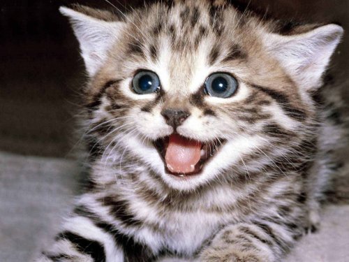 happy-kitten-kittens-5890512-1600-1200.thumb.jpg.6f748c7fa2daf9d111b558c2fa5d0ce1.jpg