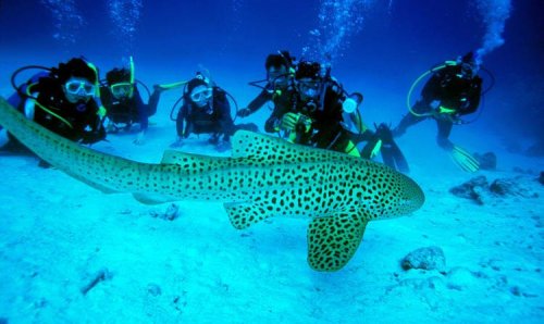1609615689_scubadiving.thumb.jpg.0569c92b6f2250ec5af1e9e5cb6c7866.jpg