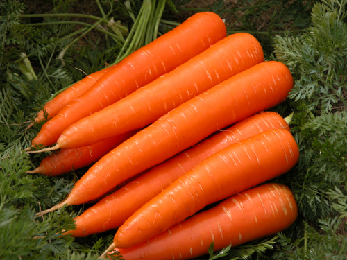 carrot-1.jpg