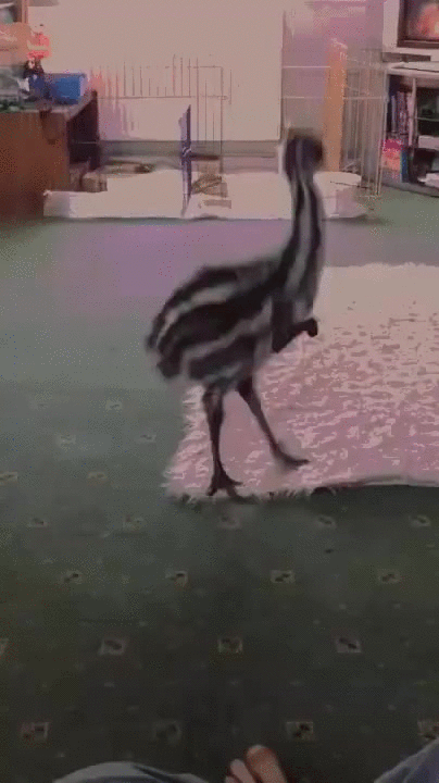 giphy.gif