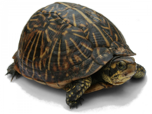 image.thumb.png.7971cb4ef1caa3d81e097115839c75de.png