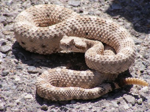 rattlesnake.thumb.JPG.f6d2b4c6d54a96b5eeaa6e5d05d280ca.JPG