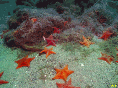 star-fish-by-adarsh-vijay.gif.667f21cdbec24310da9d21832f0e66af.gif