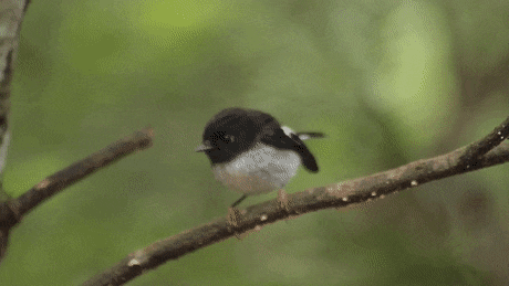 tomtit.gif.4667c8c2a241681bed26ff6c31d31e31.gif