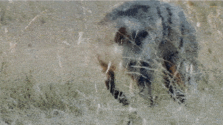 Aardwolf.thumb.gif.f18dab31132e1f8ff0abe37c76b93905.gif