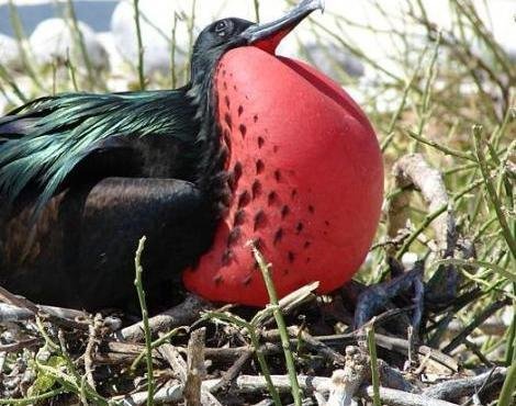 frigatebird1.jpg