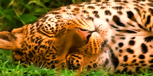 giphy.gif