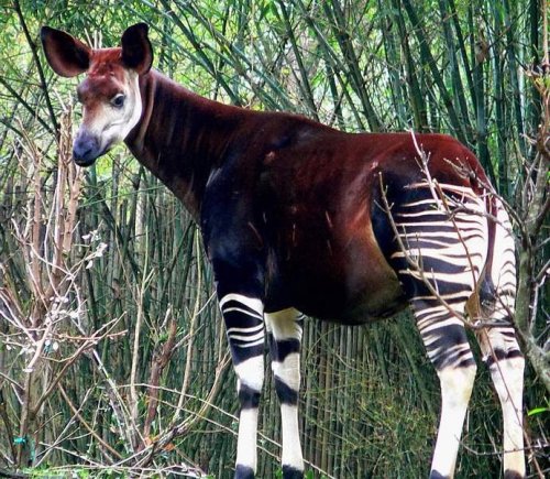 okapi.thumb.jpg.e9d0bc88d5a617b946bfcbce8b1ddfdf.jpg