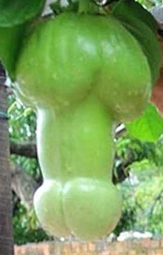 titi.jpg