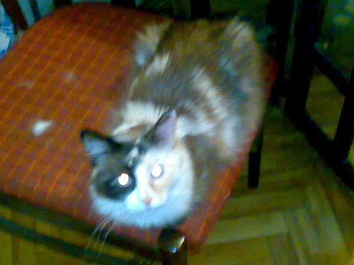 11062008096.thumb.jpg.0c4f5607d4562ce00037e532f91bef6c.jpg