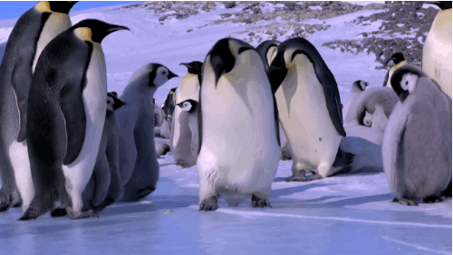 794014613_giphy(2).thumb.gif.d7f59b365c776fc12a52fac5be7cf36f.gif