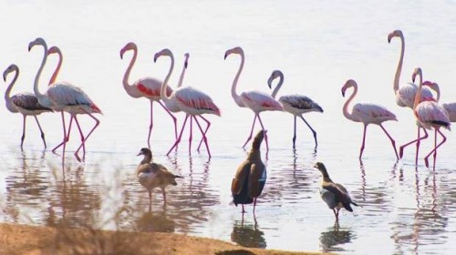 Umm al Quwain wetlands.jpg
