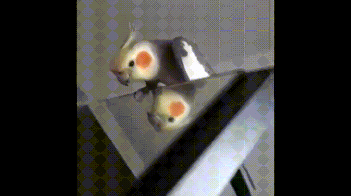 9BC87434-5058-42D2-9FC5-E94C5F73D30C.thumb.gif.7af9abfe254c56130c006eb09226e427.gif