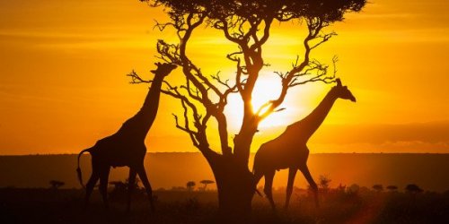 Kenya_Giraffes-Sunset-e1432779162618.thumb.jpg.644cfa045a96c11a0a064a6e00ab87c5.jpg