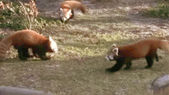 redpanda.thumb.gif.591e57a5091fe8b5cee3da1ae736c94f.gif