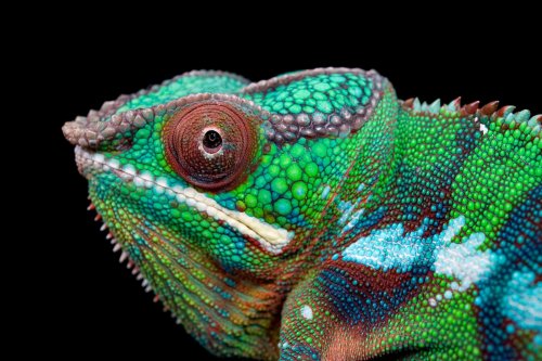 reptiles-hero.adapt.1900.1.jpg