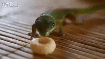 tenor.thumb.gif.44968d09111a3e2dc83f05733be2b561.gif