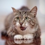 1miau