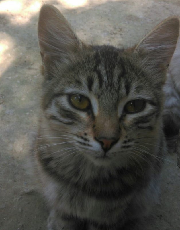 BoCat.jpeg