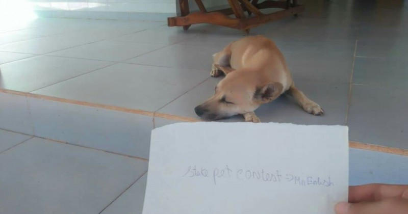 mypet.thumb.jpg.8aa076587e40b2823dc1632d15eaa842.jpg