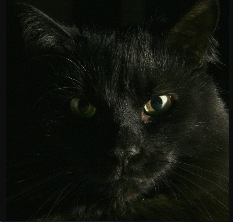 image.thumb.png.d4a973a24ae6696b3a4ede3982cda547.png