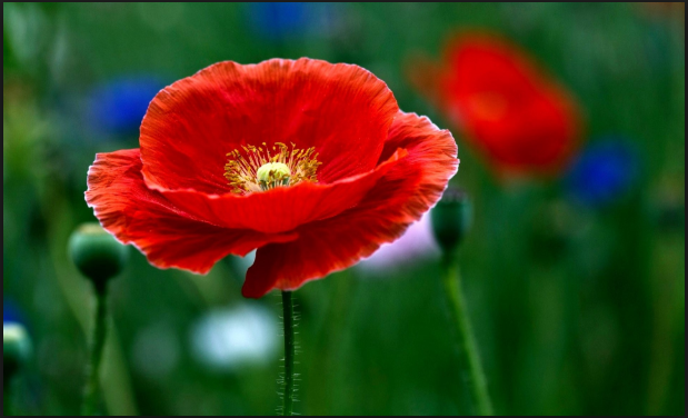 image.png.6d4eb73f0b902b252d286e4f1c2dc068.png