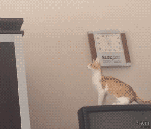 when_you_can't_even_guess_the_side_of_2x.gif.4eaccdef38a33251d8167bb6906e6ea4.gif