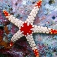 Astars