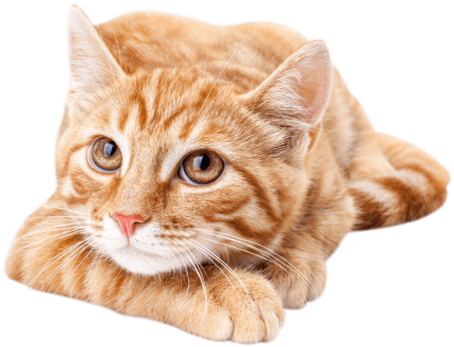 PNGIX.com_orange-cat-png_6333089.png