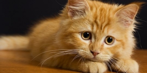 polisi-inggris-buru-pembunuh-sadis-kucing-peliharaan-bangkai-dimutilasi.thumb.jpg.6baa5b75c66fe1b25c59da52212b2fd3.jpg