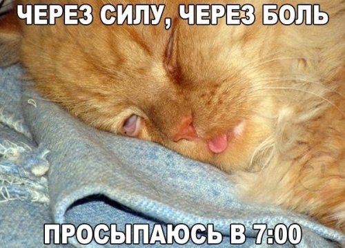 1-koshki--02.thumb.jpg.4044368c7def45c7b644b79bb0b6d844.jpg