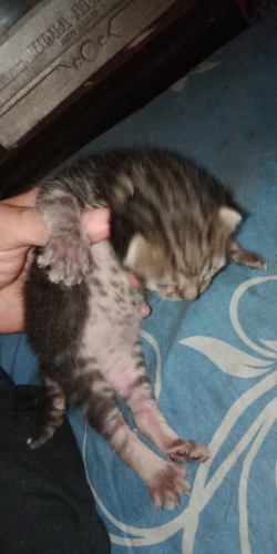 IMG-20190705-WA0001.thumb.jpeg.1d7e9b623e1b71373a131e074e799994.jpeg