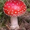 fungii