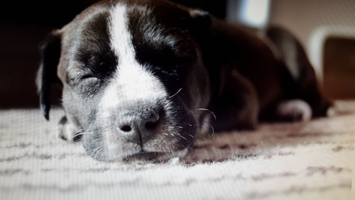 IMG-20181113-WA0010.thumb.jpeg.c352d07bbbcf183516ac7ee81f155b06.jpeg