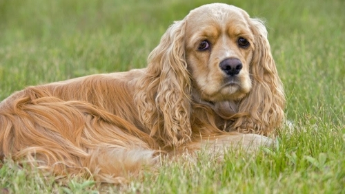 1480876229_american-cocker-spaniel-dog-photo-7.jpg