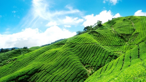 munnar trip.jpg
