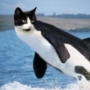 orca777