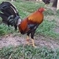 zyoz5