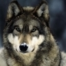 Wolf85