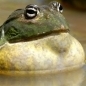 Matronzek