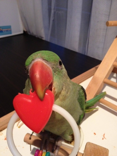 805654141_parrotwalentine.thumb.jpg.8c340bf902f6c5f62f6a5208f687cb10.jpg