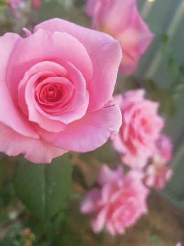 Rose.jpg