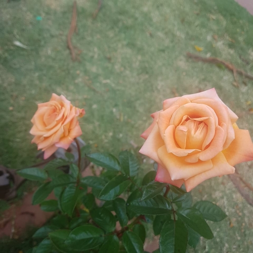 Rose1.jpg