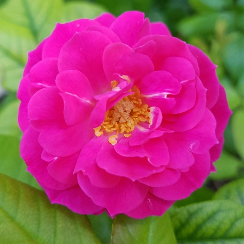 Rose10.jpg