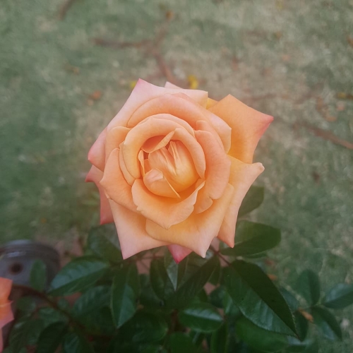 Rose2.jpg